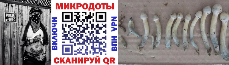 Купить где  Краснокамск  Псилоцибиновые грибы GOLDEN TEACHER 
